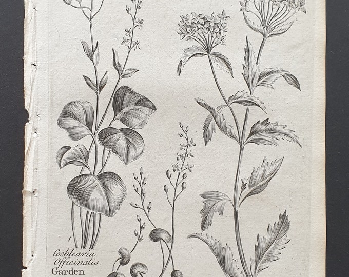 Garden, Greenland, and Sea Scurvygrass - Original 1802 Culpeper engraving (147)