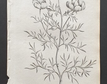 Violet Horned Poppy - Original 1802 Culpeper engraving (127)