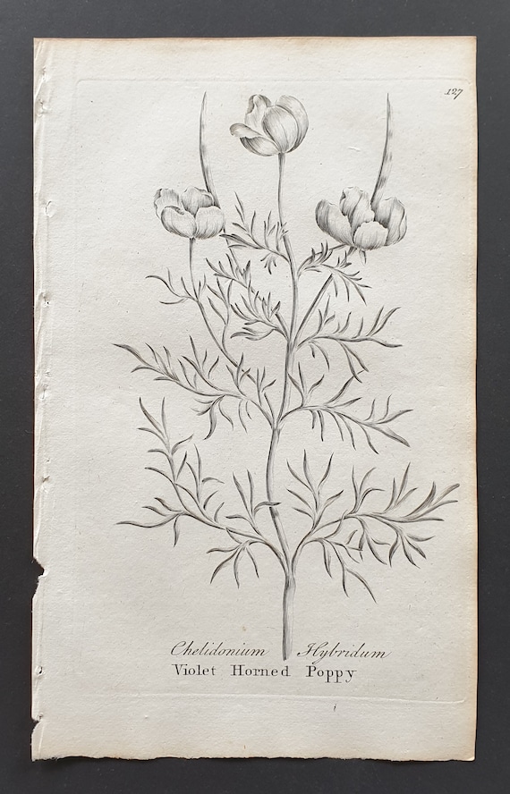 Violet Horned Poppy - Original 1802 Culpeper engraving (127)