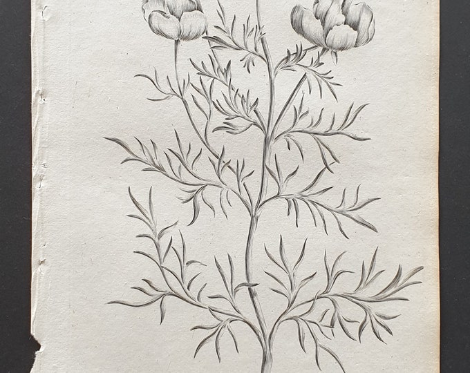 Violet Horned Poppy - Original 1802 Culpeper engraving (127)
