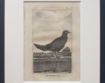 The Pied Pheasant - Original 1812 Buffon print in mount (41)