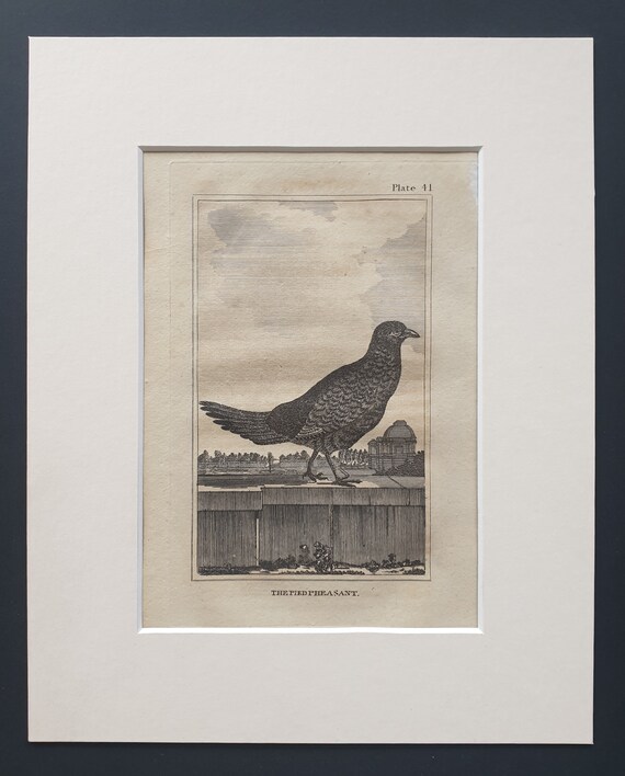 The Pied Pheasant - Original 1812 Buffon print in mount (41)