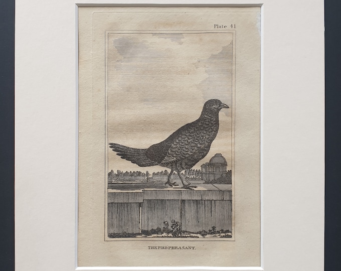The Pied Pheasant - Original 1812 Buffon print in mount (41)