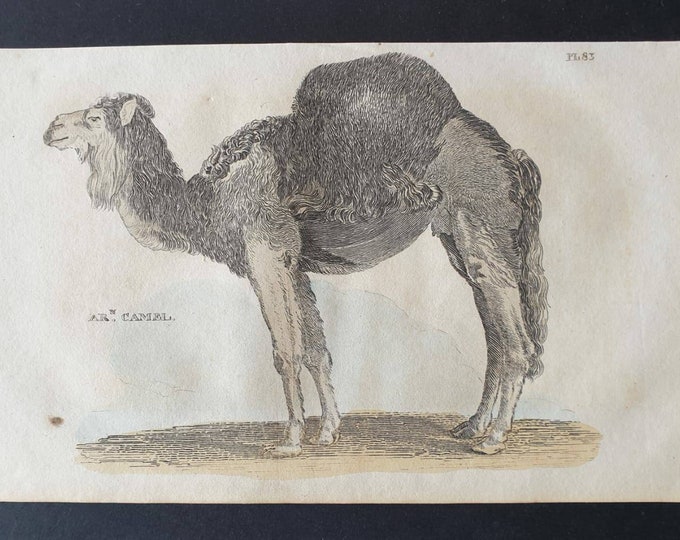Original 1821 hand coloured animal print - Arabian Camel