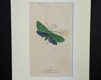 The Forester Sphinx - Original 1832 Hand Coloured Antique Print