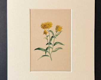 The Everlasting - Original 1840 Hand Coloured Print