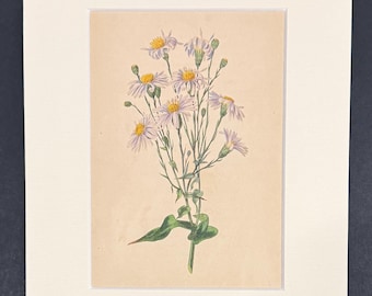The Michaelmas Daisy - Original 1836 Antique Botanical Print