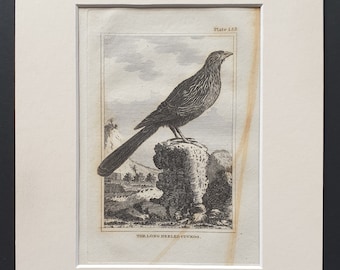 The Long Heeled Cuckoo - Original 1812 Buffon print in mount (153)