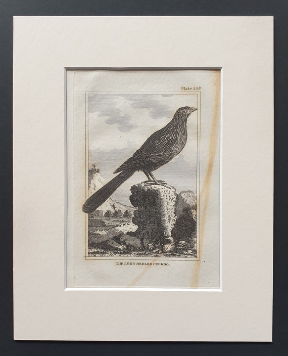 The Long Heeled Cuckoo - Original 1812 Buffon print in mount (153)