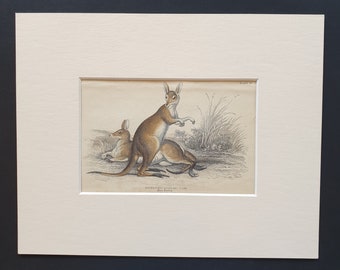 Red Necked Wallaby  - Original 1842 hand coloured print in mount