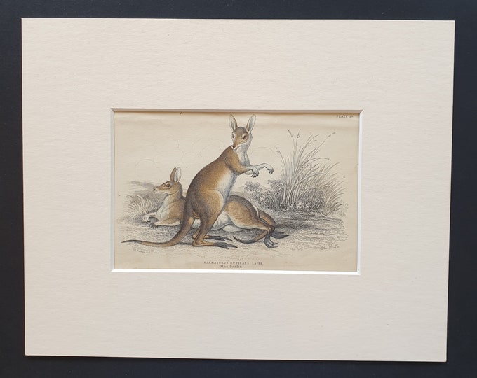 Red Necked Wallaby  - Original 1842 hand coloured print in mount