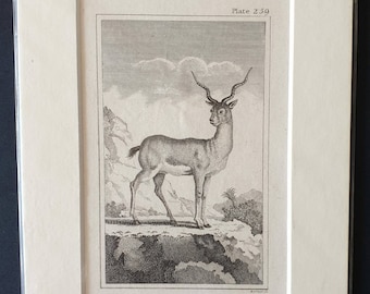 Original 1812 Buffon print - Male Antelope