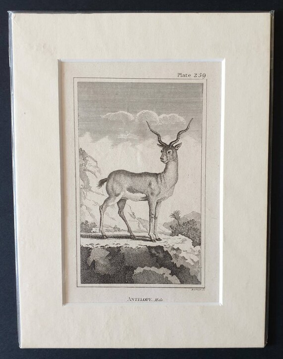 Original 1812 Buffon print - Male Antelope