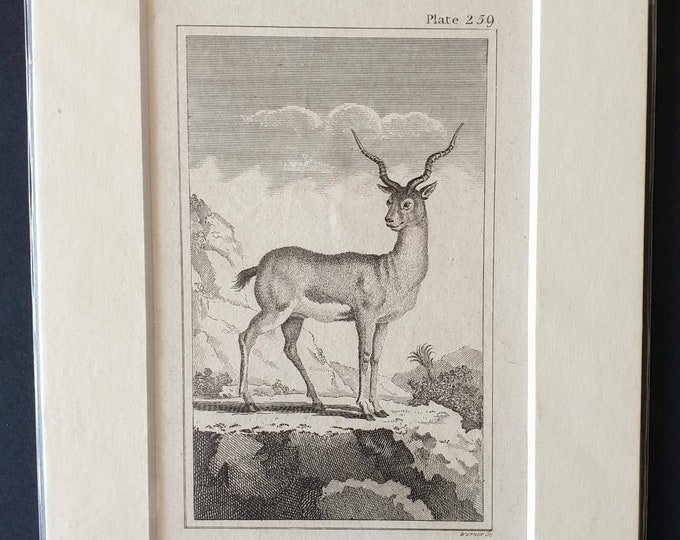 Original 1812 Buffon print - Male Antelope