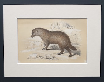 The Glutton - Original 1851 John Tallis woodblock print