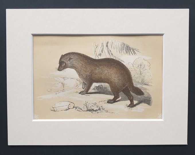 The Glutton - Original 1851 John Tallis woodblock print