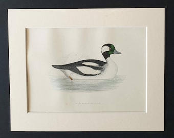Buffel Headed Duck - Original 1891 hand coloured bird print in mount