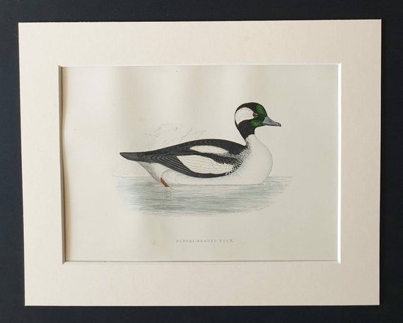 Antique Replica Black Duck Art Print Antique Replica Black Duck Art Print