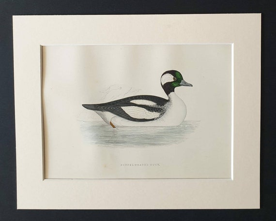 Original 1891 hand coloured bird print in mount - Buffel Headed Duck