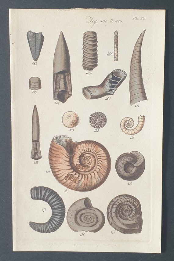 Original 1852 shell print - Plate 22