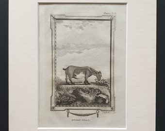 Dwarf Goat - Original 1812 Buffon print in mount