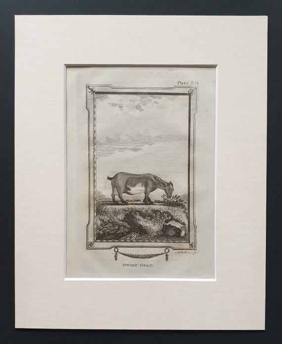 Dwarf Goat - Original 1812 Buffon print in mount