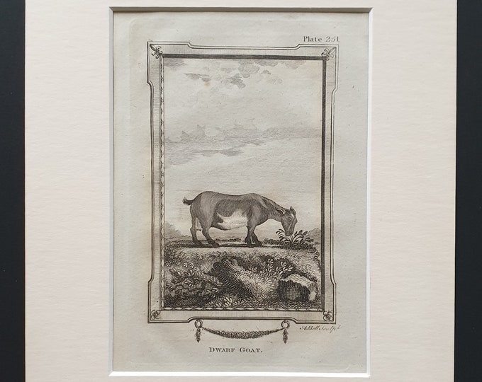 Dwarf Goat - Original 1812 Buffon print in mount