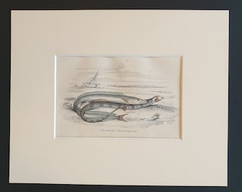 The Sand Eel, The Great Piper Fish - Original c1860 hand coloured fish print in mount