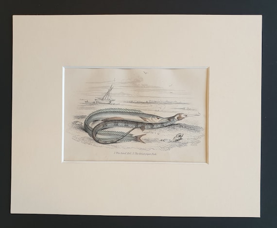 The Sand Eel, The Great Piper Fish - Original c1860 hand coloured fish print in mount