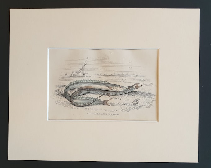 The Sand Eel, The Great Piper Fish - Original c1860 hand coloured fish print in mount