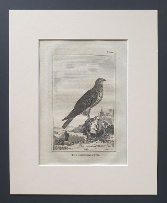 The Ringtail Falcon - Original 1812 Buffon print in mount (9)