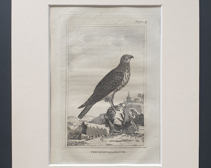 The Ringtail Falcon - Original 1812 Buffon print in mount (9)