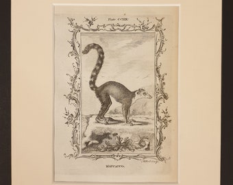 Maucauco - Original 1791 Buffon print in mount