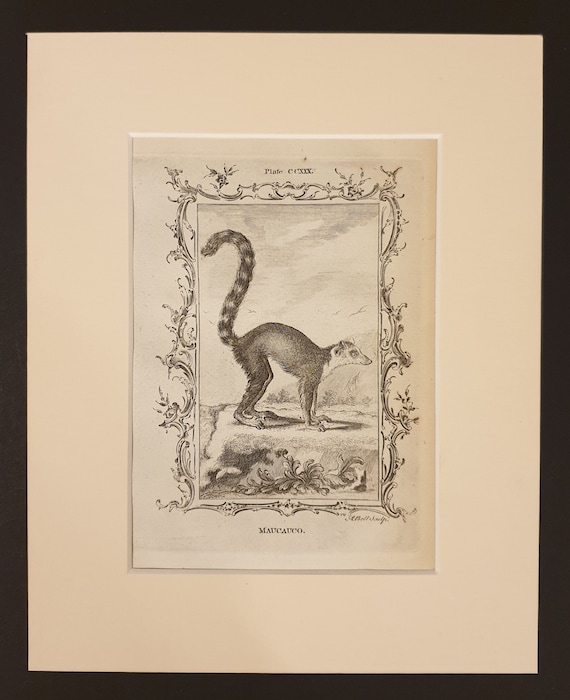 Maucauco - Original 1791 Buffon print in mount