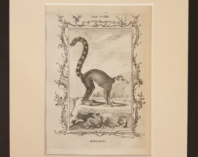 Maucauco - Original 1791 Buffon print in mount