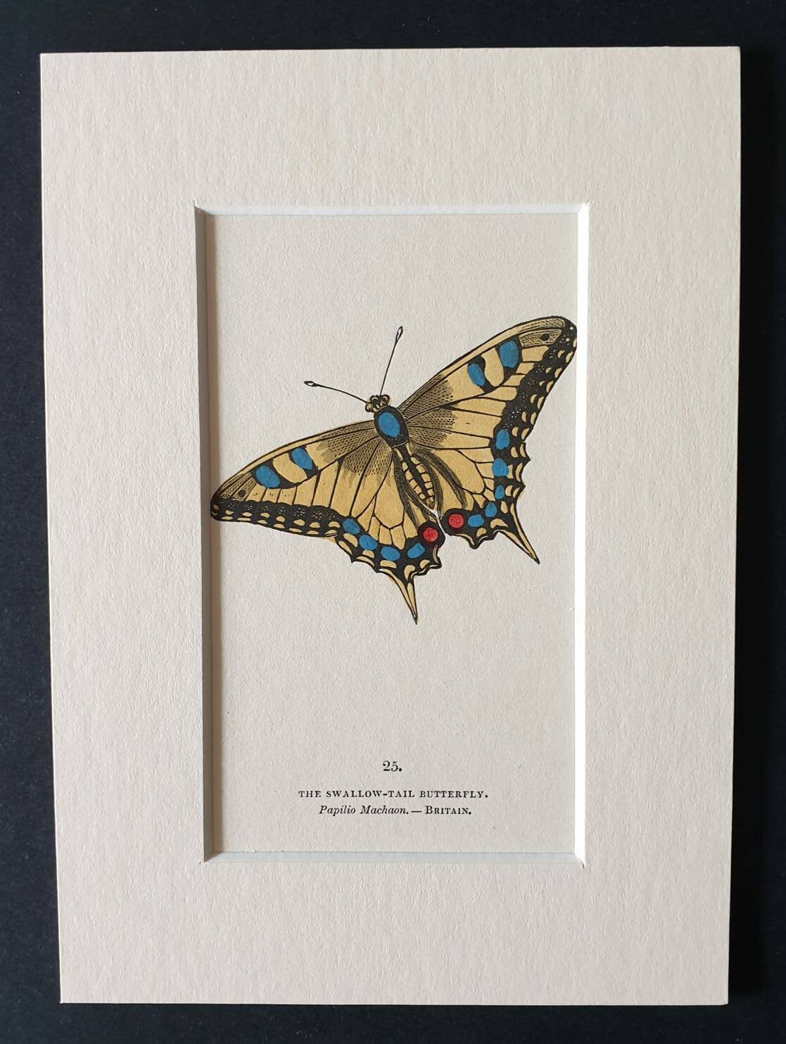 Original 1832 Hand Coloured Butterfly Print In Mount The Swallow Tail Butterfly molly and harlequin