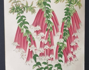 Original 1873 Floral World print - Epacris Miniata Splendens