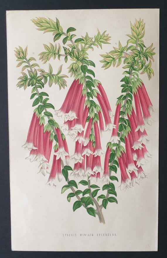 Original 1873 Floral World print - Epacris Miniata Splendens