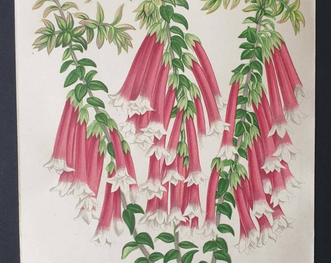 Original 1873 Floral World print - Epacris Miniata Splendens
