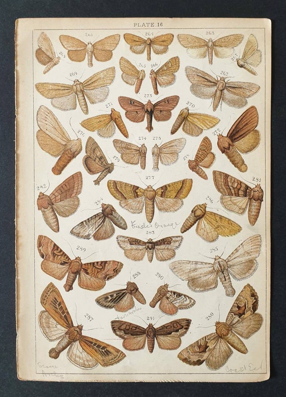 Original 1915 Butterfly and Moth print - Plate 16