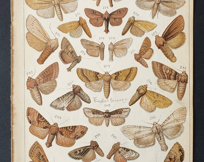 Original 1915 Butterfly and Moth print - Plate 16