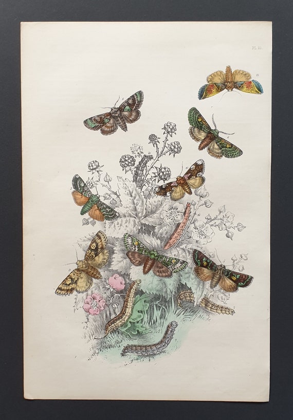 Wild Arrach Moths and others - Original hand coloured 1860 print