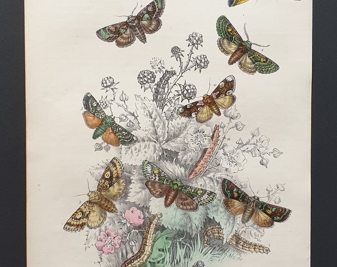 Wild Arrach Moths and others - Original hand coloured 1860 print