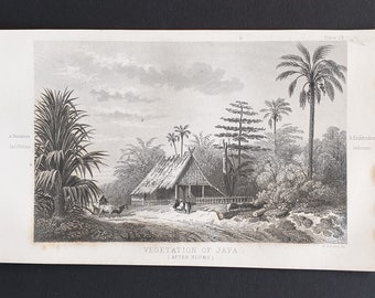 Vegetation of Java - Original 1866 woodcut print