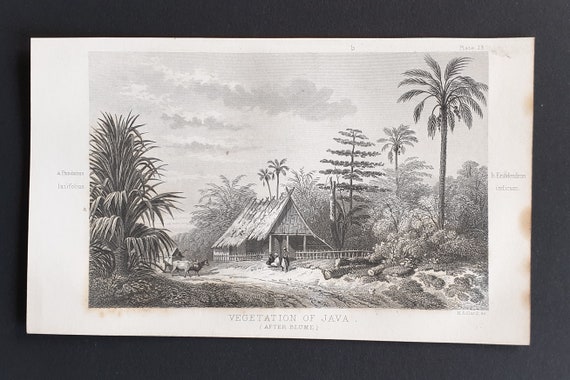 Vegetation of Java - Original 1866 woodcut print