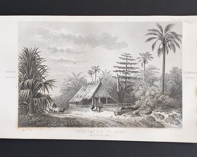 Vegetation of Java - Original 1866 woodcut print