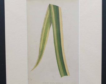 Ananassa Sativa Variegata - Original 1865 leaf print