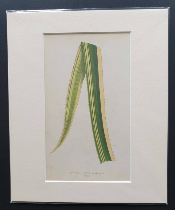 Original 1865 leaf print 'Ananassa Sativa Variegata'