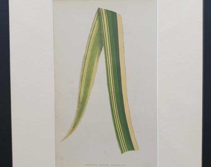 Original 1865 leaf print 'Ananassa Sativa Variegata'