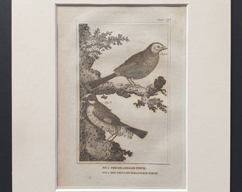 The Brasilian Finch and The Frizled Brasilian Finch - Original 1812 Buffon print in mount (94)